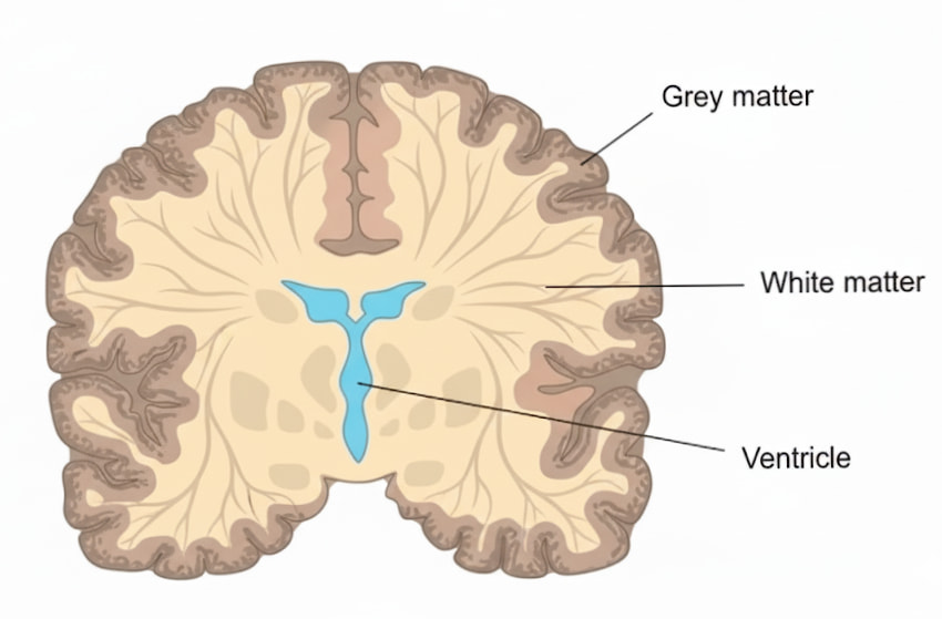 Cross-section diagram of brain showing gray matter